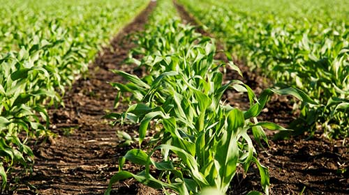 強(qiáng)大的研發(fā)技術(shù)